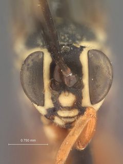 Mesostenus sicarius by the Smithsonian. Used under a CC0 license.