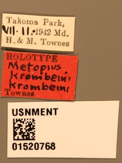 Metopius (Metopius) krombeini krombeini by the Smithsonian. Used under a CC0 license.