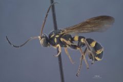 Metopius (Metopius) krombeini krombeini by the Smithsonian. Used under a CC0 license.
