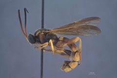 Metopius (Metopius) mimicus by the Smithsonian. Used under a CC0 license.