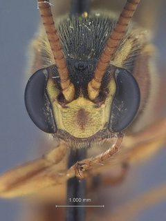Metopius (Metopius) mimicus by the Smithsonian. Used under a CC0 license.