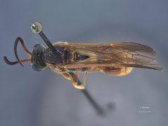 Metopius (Metopius) mimicus by the Smithsonian. Used under a CC0 license.