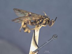 Metopius (Peltales) notatus by the Smithsonian. Used under a CC0 license.