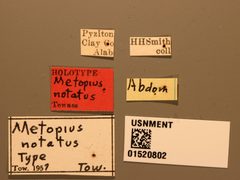 Metopius (Peltales) notatus by the Smithsonian. Used under a CC0 license.