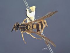 Metopius (Peltales) notatus by the Smithsonian. Used under a CC0 license.