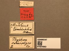 Metopius terminalis by the Smithsonian. Used under a CC0 license.