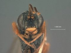 Metopius terminalis by the Smithsonian. Used under a CC0 license.