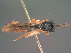 Metopius terminalis by the Smithsonian. Used under a CC0 license.