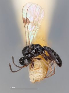 Neorhacodes brevicauda by the Smithsonian. Used under a CC0 license.