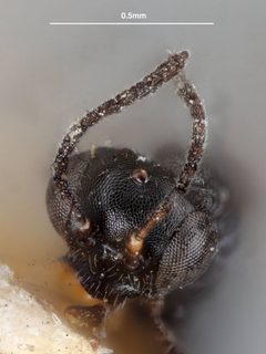Neorhacodes brevicauda by the Smithsonian. Used under a CC0 license.