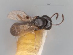 Neorhacodes brevicauda by the Smithsonian. Used under a CC0 license.