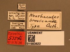 Neorhacodes brevicauda by the Smithsonian. Used under a CC0 license.