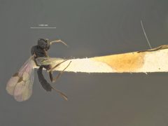 Neorhacodes longicauda by the Smithsonian. Used under a CC0 license.