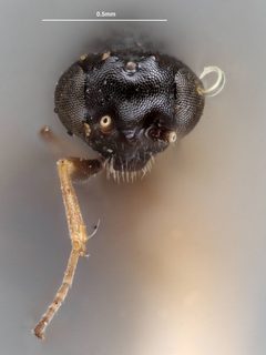 Neorhacodes longicauda by the Smithsonian. Used under a CC0 license.