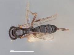Neorhacodes longicauda by the Smithsonian. Used under a CC0 license.
