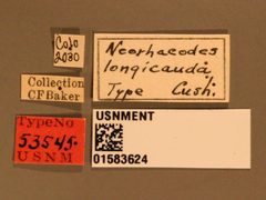 Neorhacodes longicauda by the Smithsonian. Used under a CC0 license.