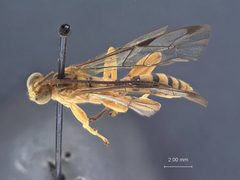 Neotheronia winnamanae by the Smithsonian. Used under a CC0 license.