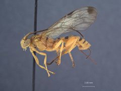 Neotheronia winnamanae by the Smithsonian. Used under a CC0 license.