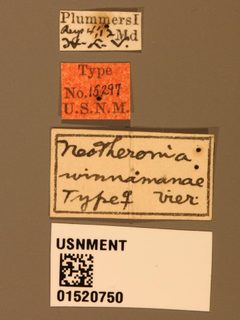 Neotheronia winnamanae by the Smithsonian. Used under a CC0 license.