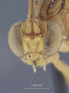 Neotheronia winnamanae by the Smithsonian. Used under a CC0 license.