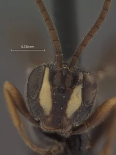 Neotypus americanus by the Smithsonian. Used under a CC0 license.