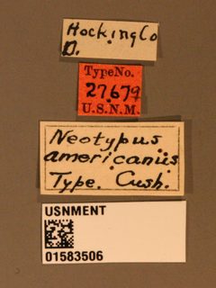 Neotypus americanus by the Smithsonian. Used under a CC0 license.