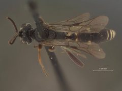 Neotypus americanus by the Smithsonian. Used under a CC0 license.