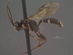 Neotypus americanus by the Smithsonian. Used under a CC0 license.