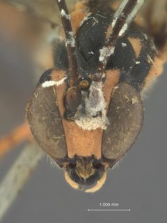 Neoxorides longicaudis longicaudis by the Smithsonian. Used under a CC0 license.