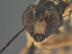 Neoxorides longicaudis mindanensis by the Smithsonian. Used under a CC0 license.