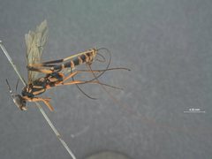 Neoxorides longicaudis longicaudis by the Smithsonian. Used under a CC0 license.