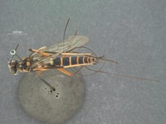 Neoxorides longicaudis longicaudis by the Smithsonian. Used under a CC0 license.