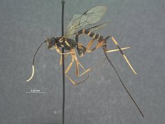 Neoxorides longicaudis mindanensis by the Smithsonian. Used under a CC0 license.