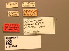 Neoxorides pilulus by the Smithsonian. Used under a CC0 license.