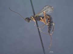 Neoxorides pilulus by the Smithsonian. Used under a CC0 license.