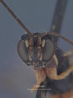 Neoxorides pilulus by the Smithsonian. Used under a CC0 license.