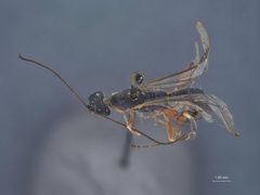 Neoxorides pilulus by the Smithsonian. Used under a CC0 license.