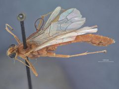 Netelia (Netelia) brevicornis suturalis by the Smithsonian. Used under a CC0 license.