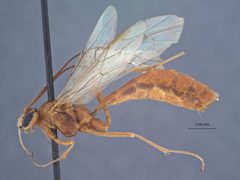 Netelia (Netelia) brevicornis suturalis by the Smithsonian. Used under a CC0 license.