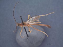 Netelia macer by the Smithsonian. Used under a CC0 license.