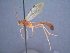 Netelia macer by the Smithsonian. Used under a CC0 license.