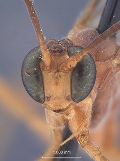 Netelia macer by the Smithsonian. Used under a CC0 license.
