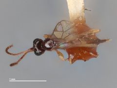 Neurateles liriodendri by the Smithsonian. Used under a CC0 license.