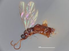 Neurateles liriodendri by the Smithsonian. Used under a CC0 license.