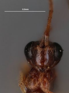 Neurateles liriodendri by the Smithsonian. Used under a CC0 license.