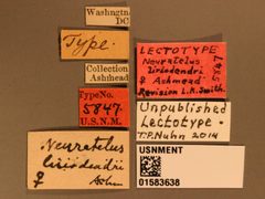 Neurateles liriodendri by the Smithsonian. Used under a CC0 license.