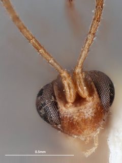 Neurateles meridionalis by the Smithsonian. Used under a CC0 license.