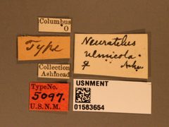 Neurateles ulmicola by the Smithsonian. Used under a CC0 license.
