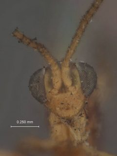 Neurateles ulmicola by the Smithsonian. Used under a CC0 license.