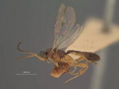 Neurateles ulmicola by the Smithsonian. Used under a CC0 license.